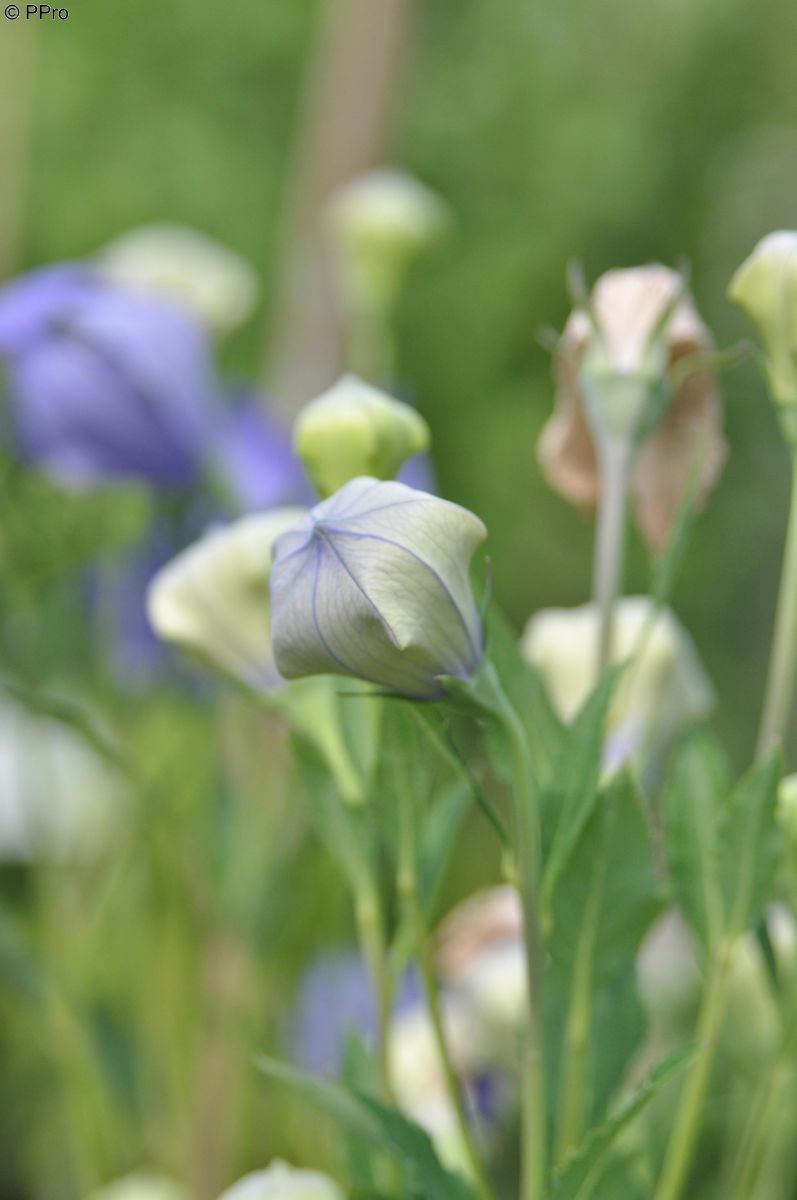 Ballonblume