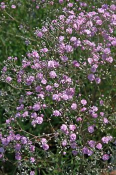 Schleierkraut Flamingo Schleierkraut Flamingo