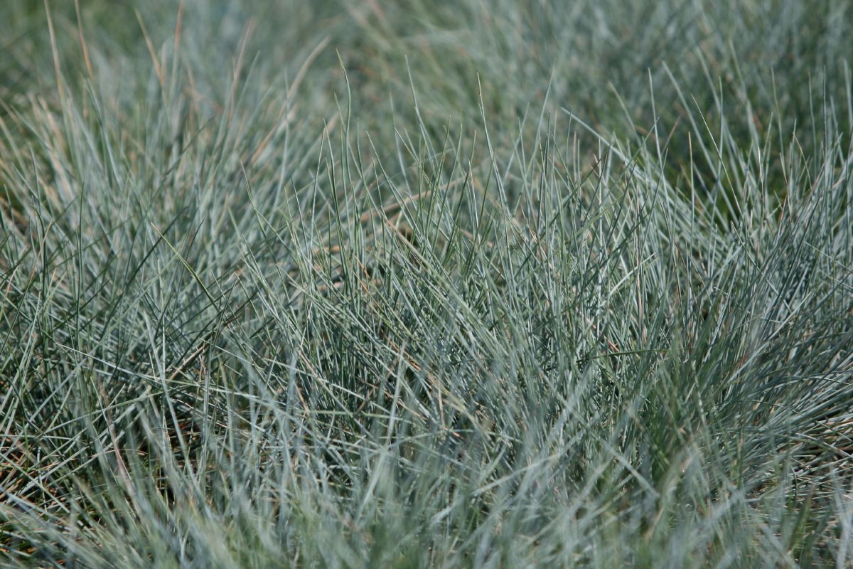 Blauschwingel Blauschwingel