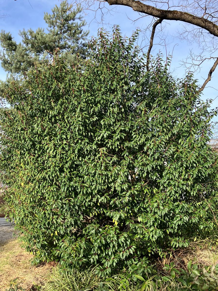 Portugiesische Lorbeerkirsche Angustifolia Portugiesische Lorbeerkirsche Angustifolia