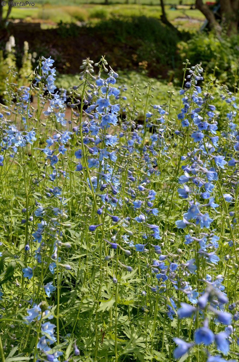 Rittersporn Cliveden Beauty Rittersporn Cliveden Beauty