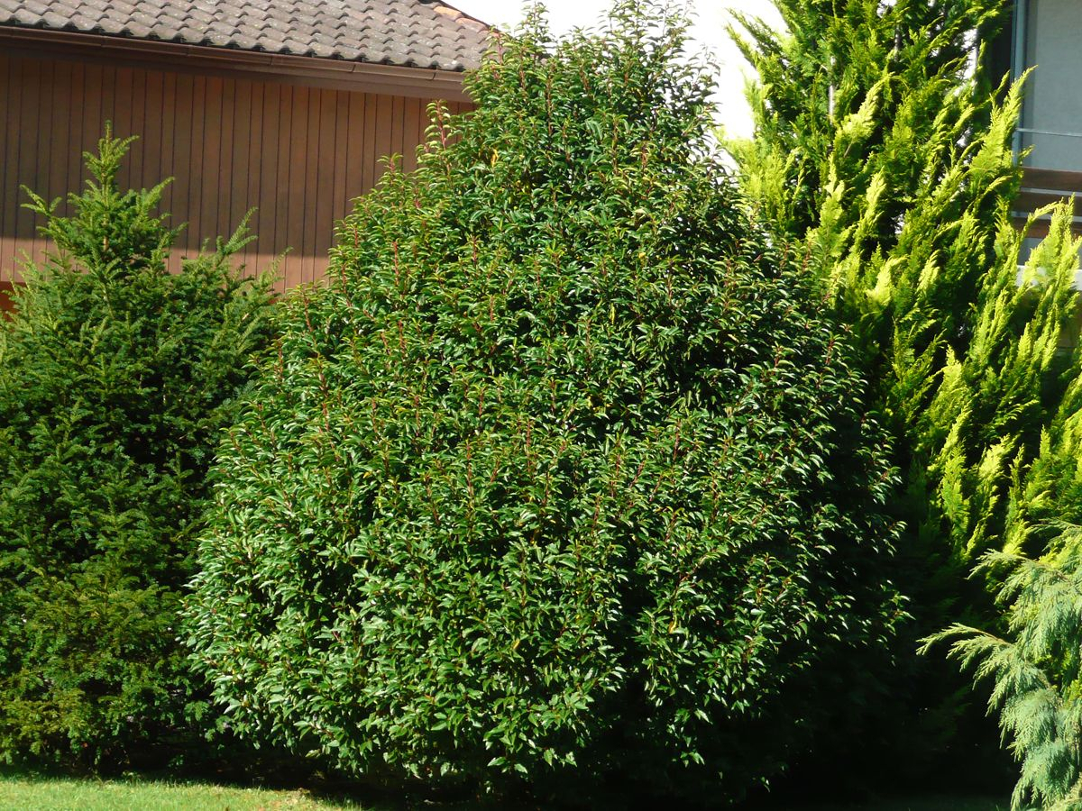 Portugiesische Lorbeerkirsche Angustifolia, Prunus lusitanica