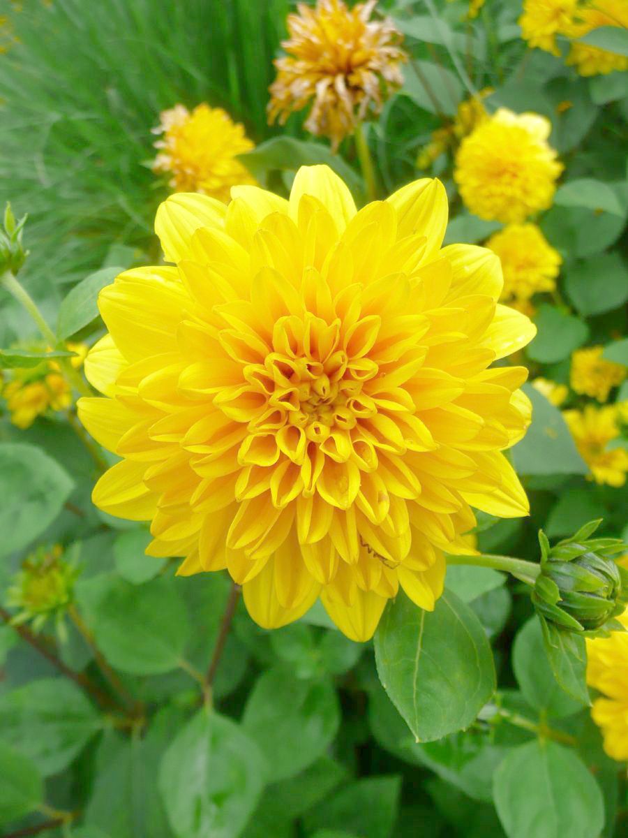 Sonnenblume Soleil d'Or