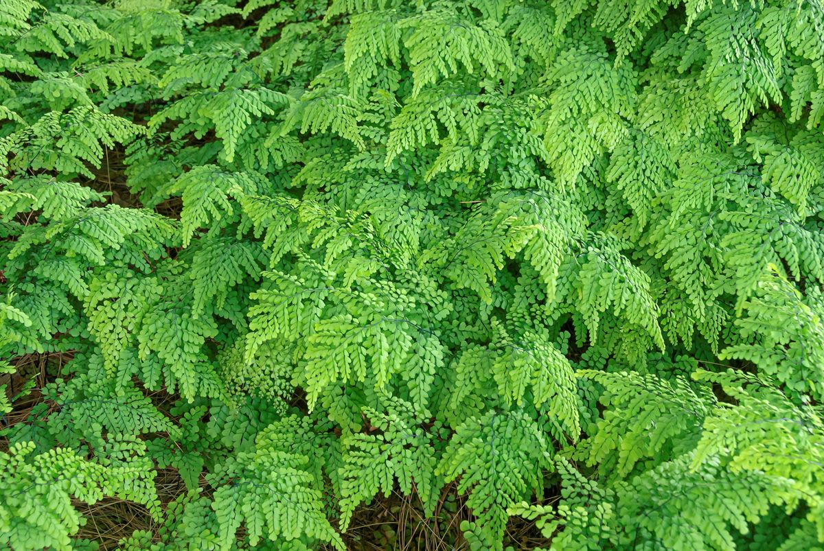 Himalayavenushaarfarn Himalayavenushaarfarn