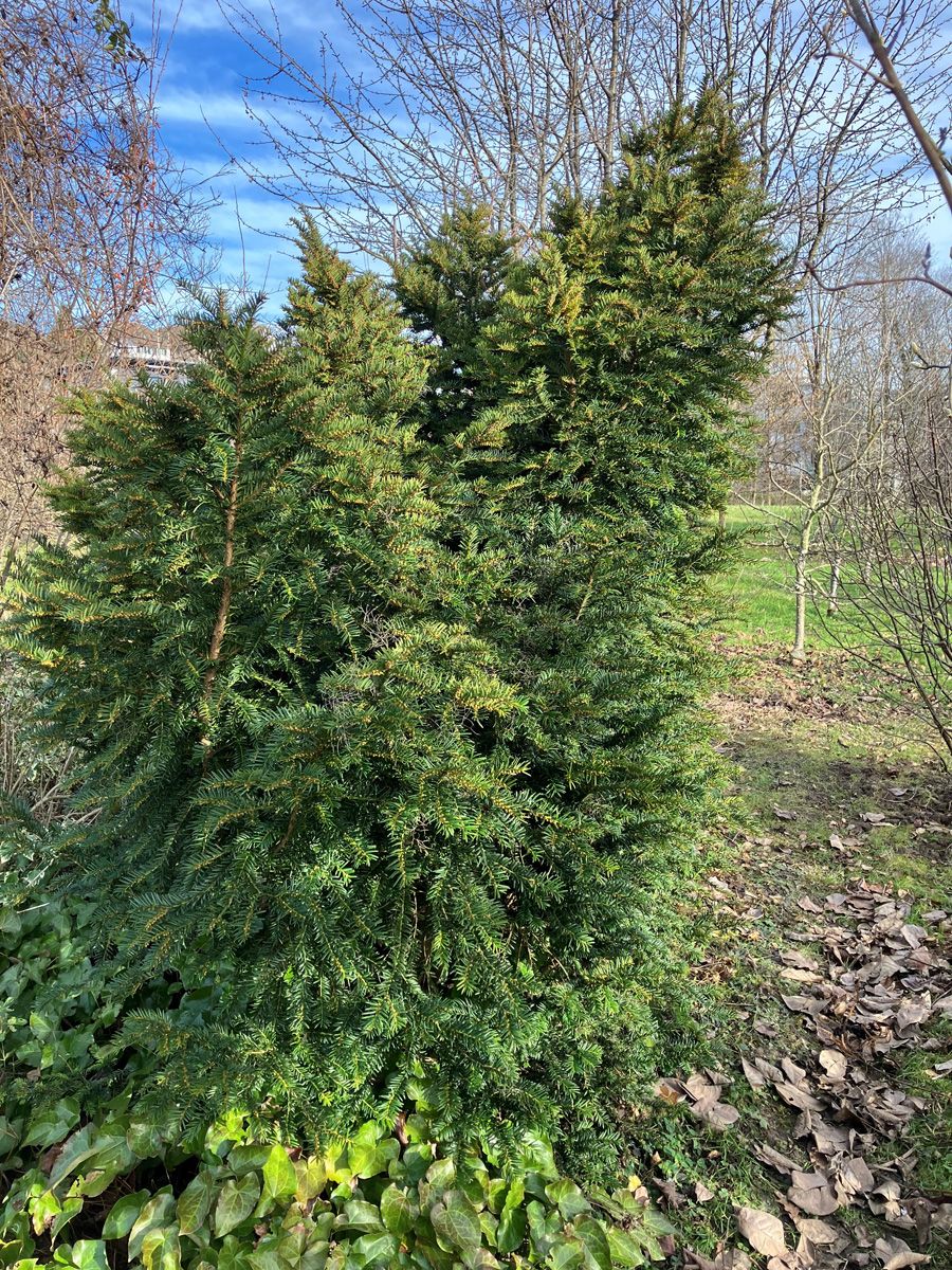 Nesteibe Nidiformis Nesteibe Nidiformis