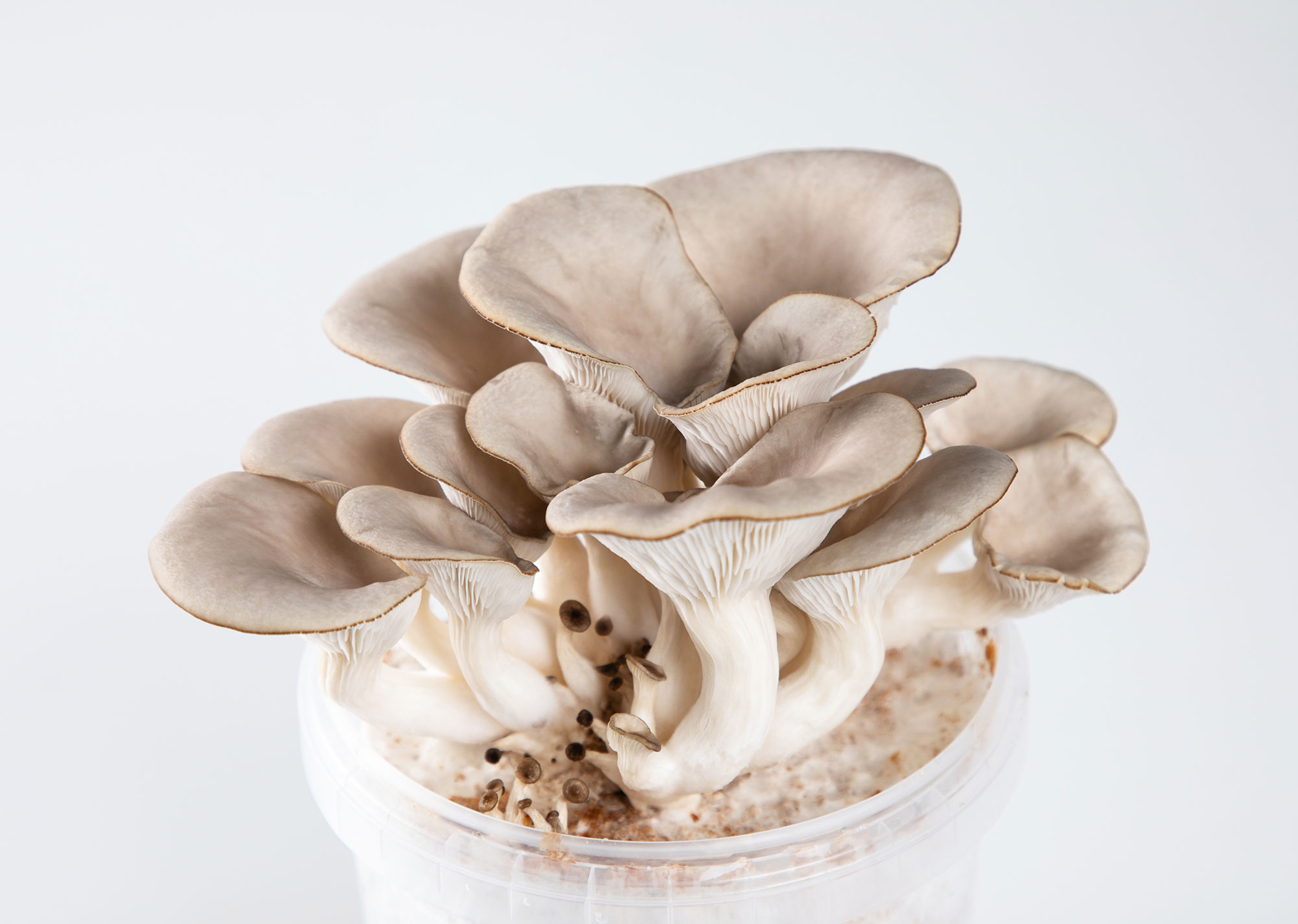 Aufzuchtset Pilz