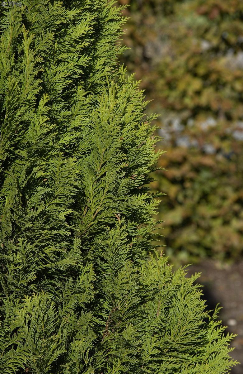 Scheinzypresse Erecta Viridis Scheinzypresse Erecta Viridis