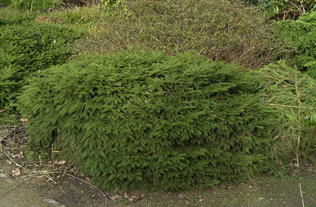 Nestfichte Nidiformis Nestfichte Nidiformis