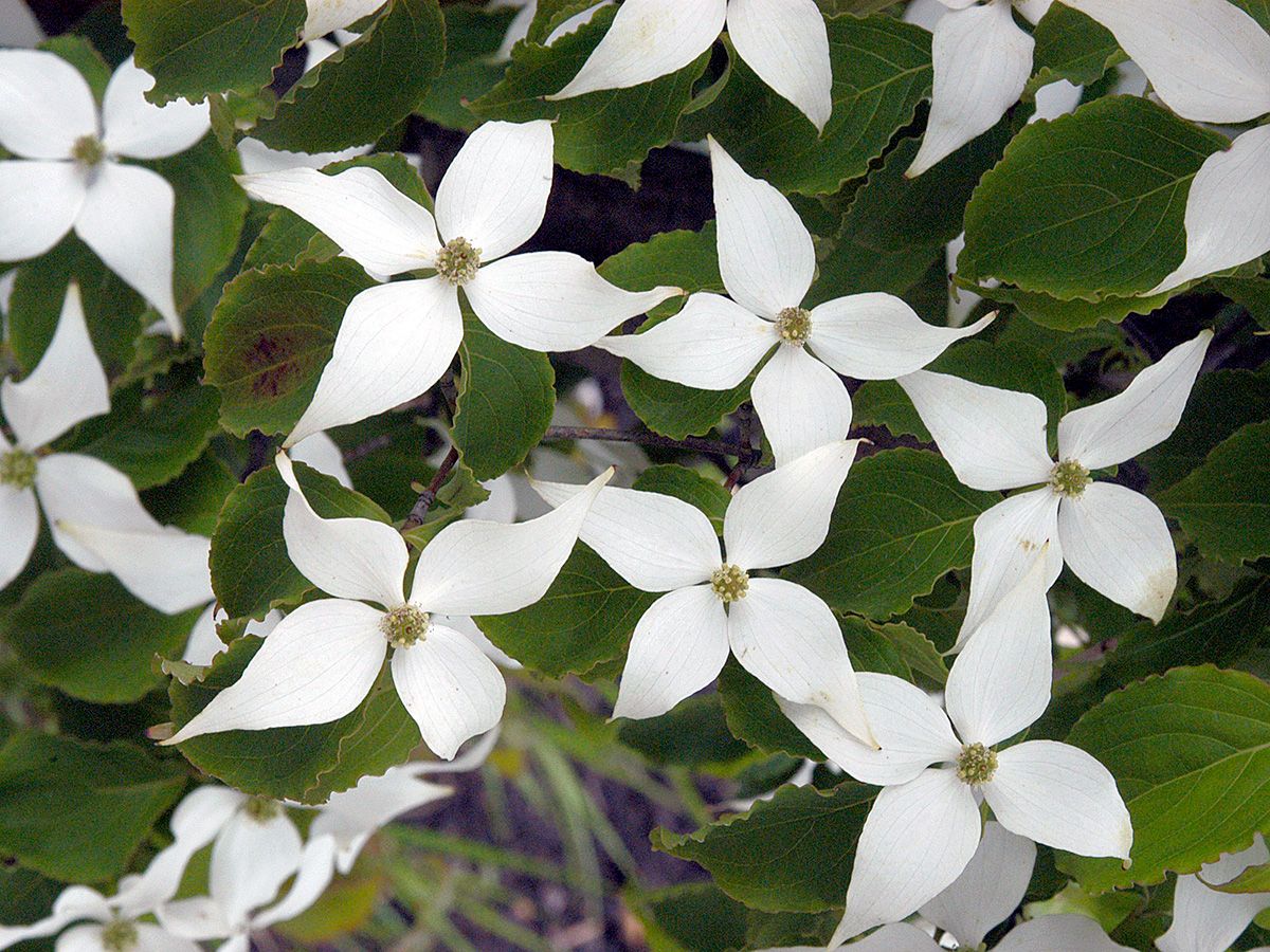 Japanischer Blumenhartriegel Japanischer Blumenhartriegel