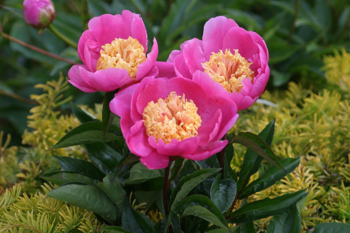 Pfingstrose Doreen