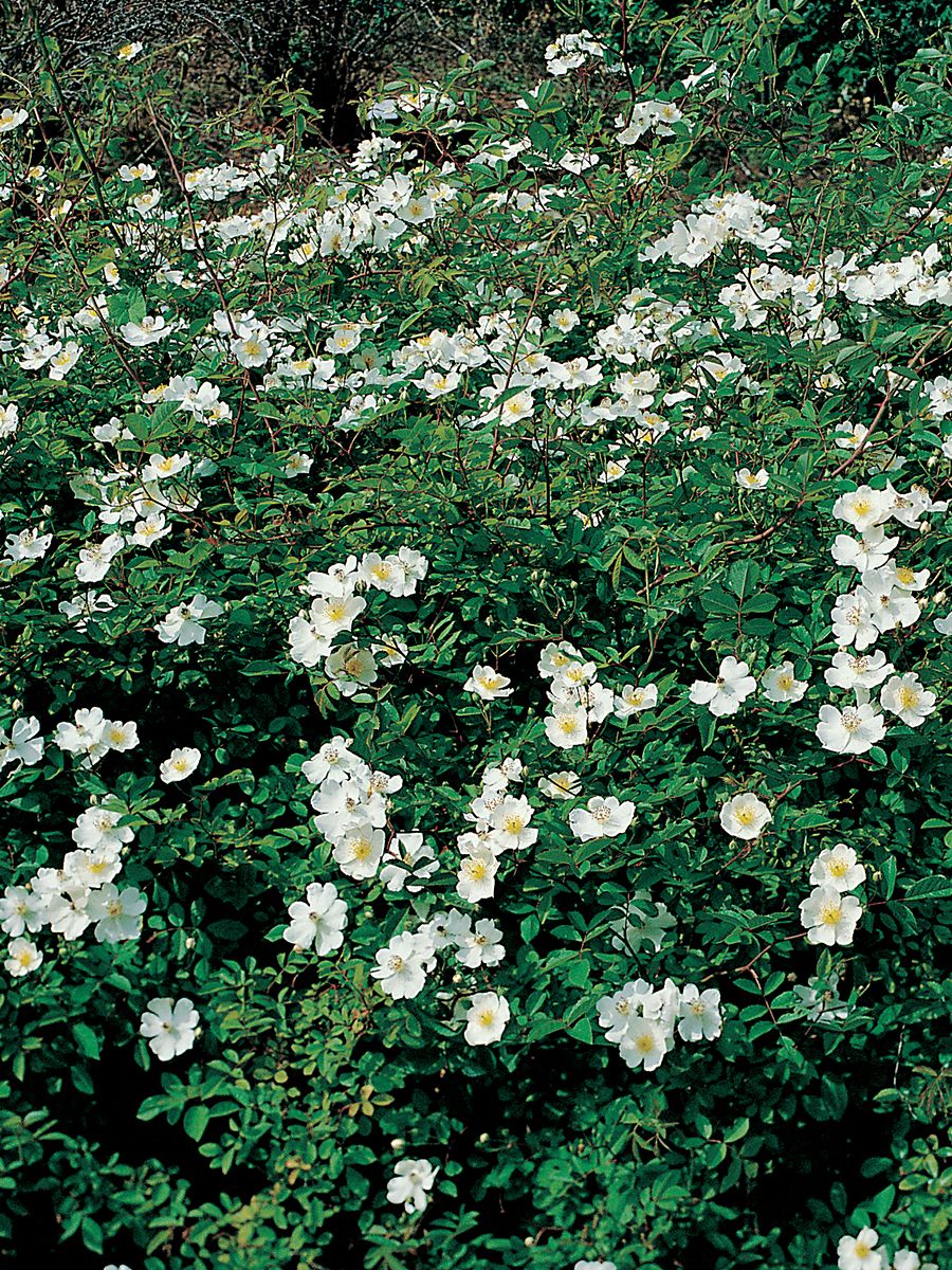 Feldrose
