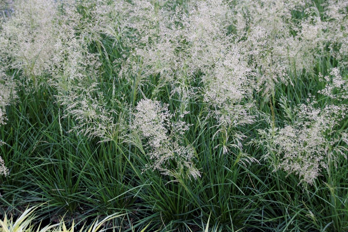 Waldschmiele Palava
