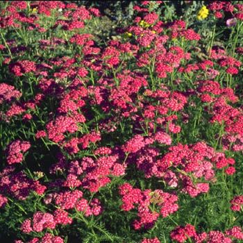 Schafgarbe Cerise Queen Schafgarbe Cerise Queen