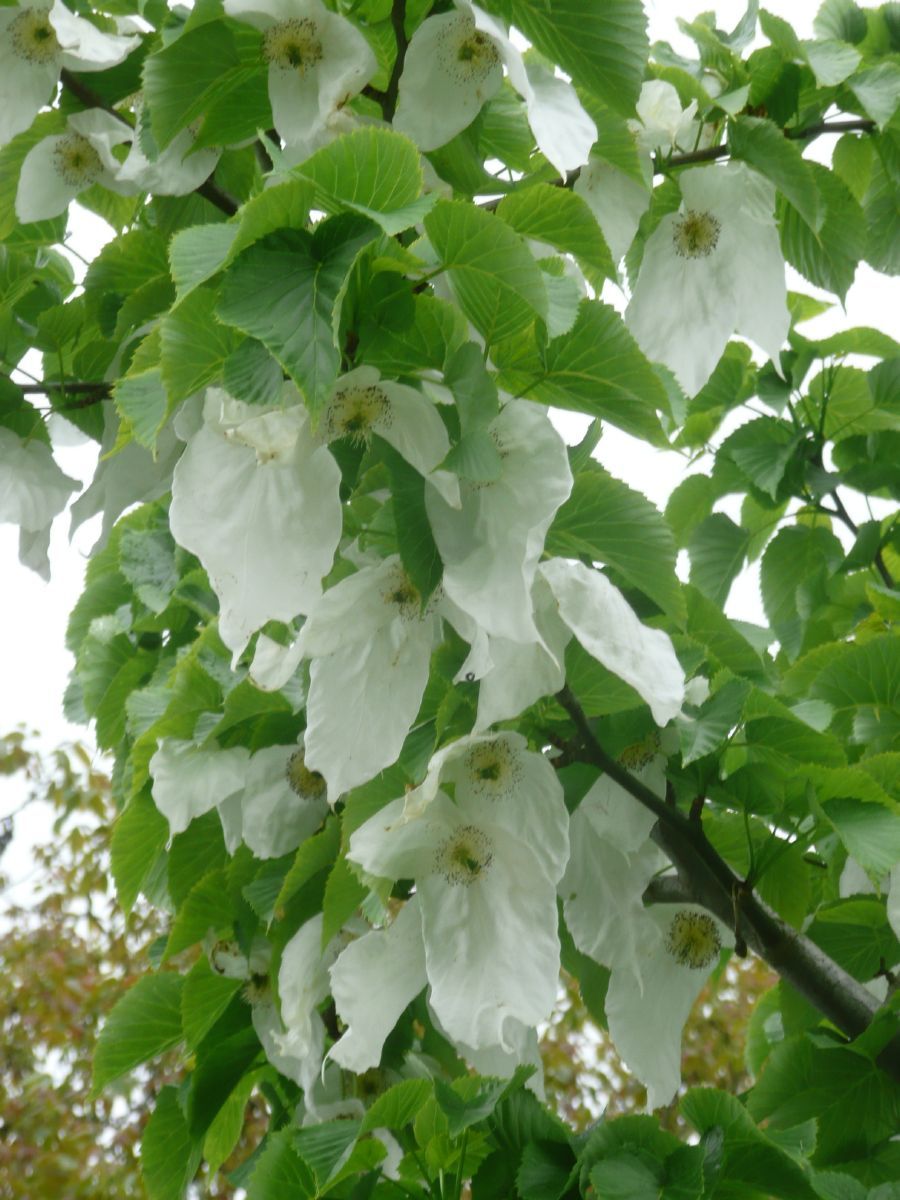 Taschentuchbaum, Taubenbaum Taschentuchbaum, Taubenbaum