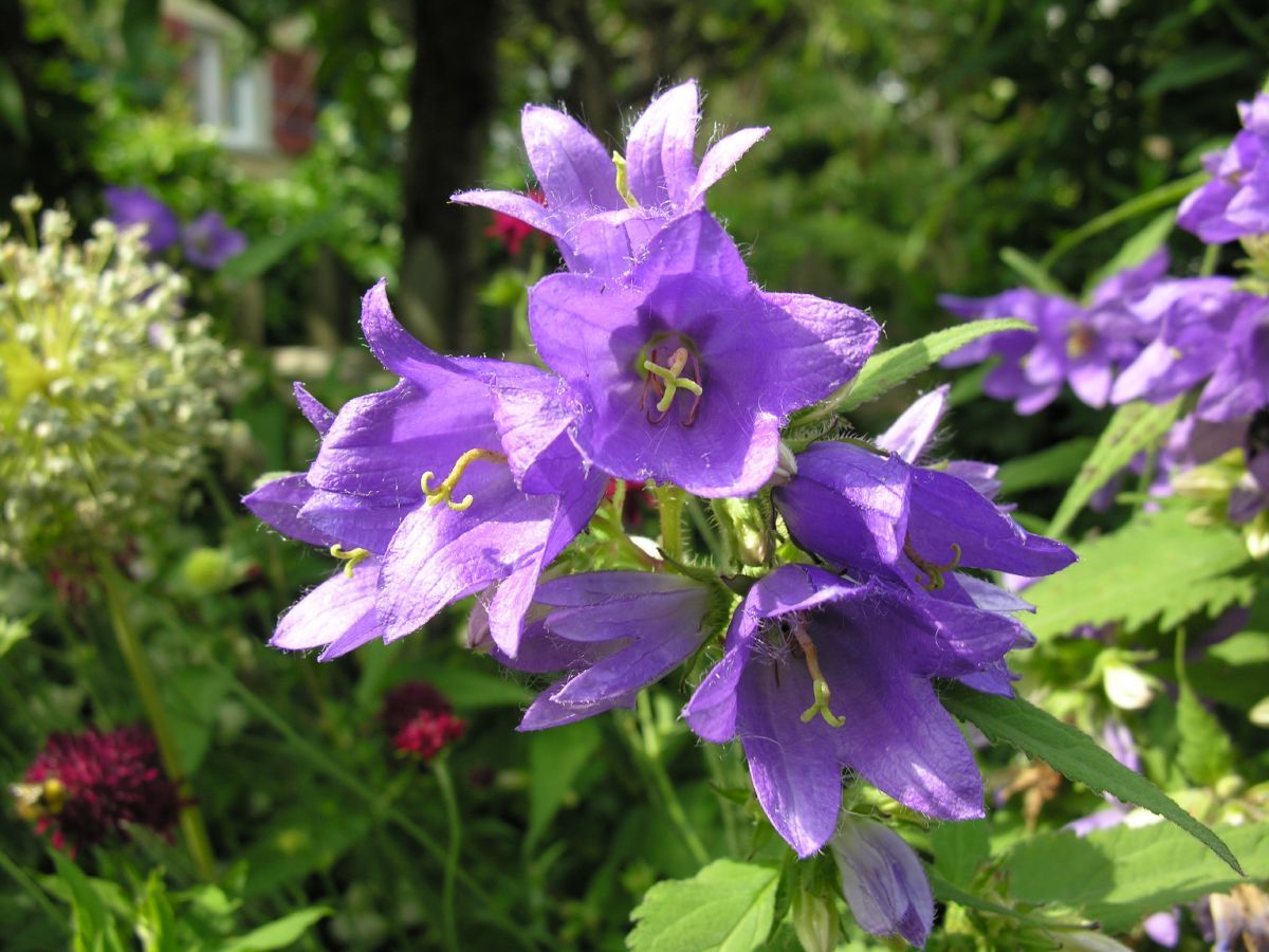 Nesselglockenblume