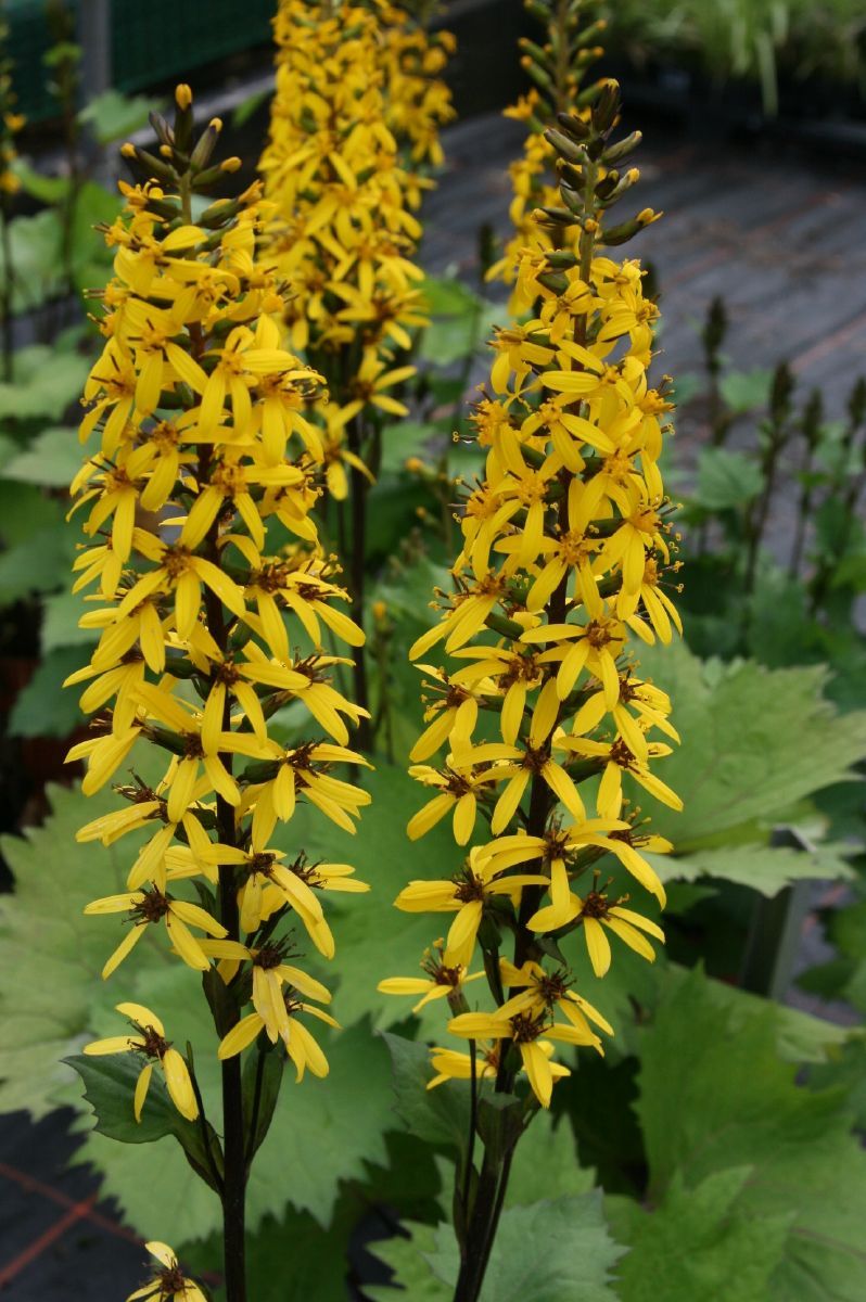 Goldkolben, Kreuzkraut Little Rocket