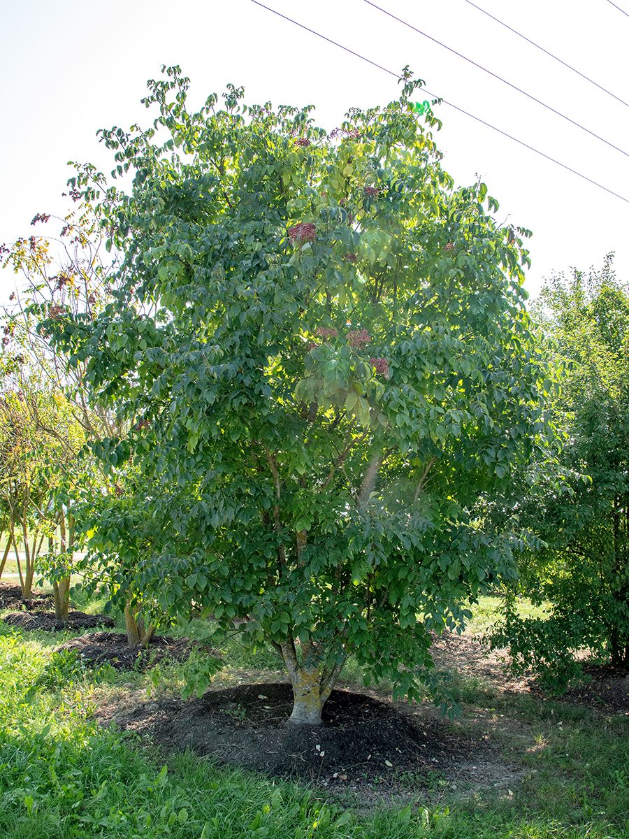 Bienenbaum, Stinkesche Bienenbaum, Stinkesche