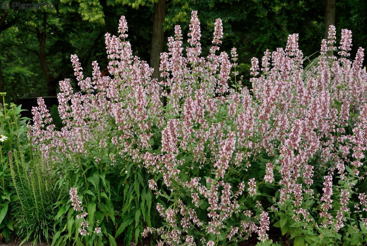 Katzenminze Dawn to Dusk Katzenminze Dawn to Dusk