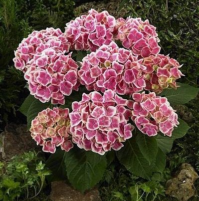 Gartenhortensie Camilla®