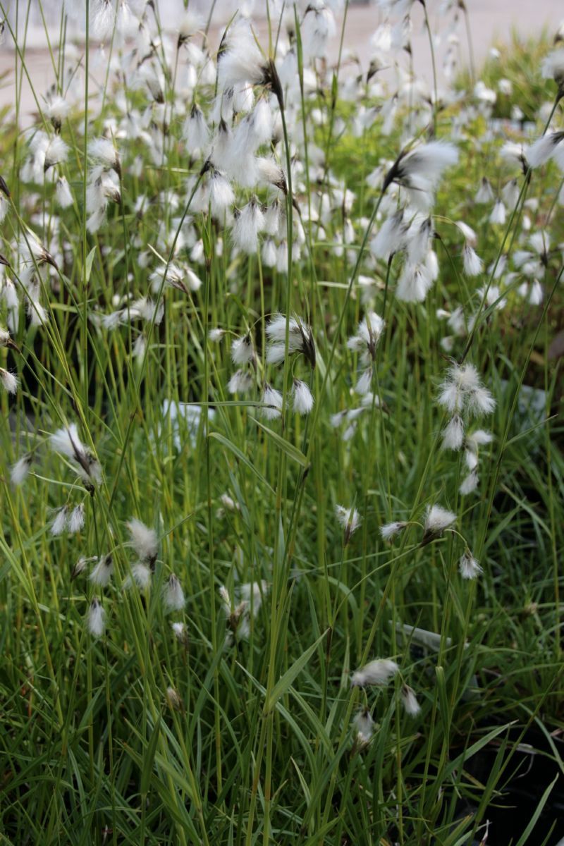 Breitblättriges Wollgras