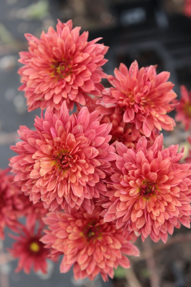 Winteraster Beppie Rot Winteraster Beppie Rot