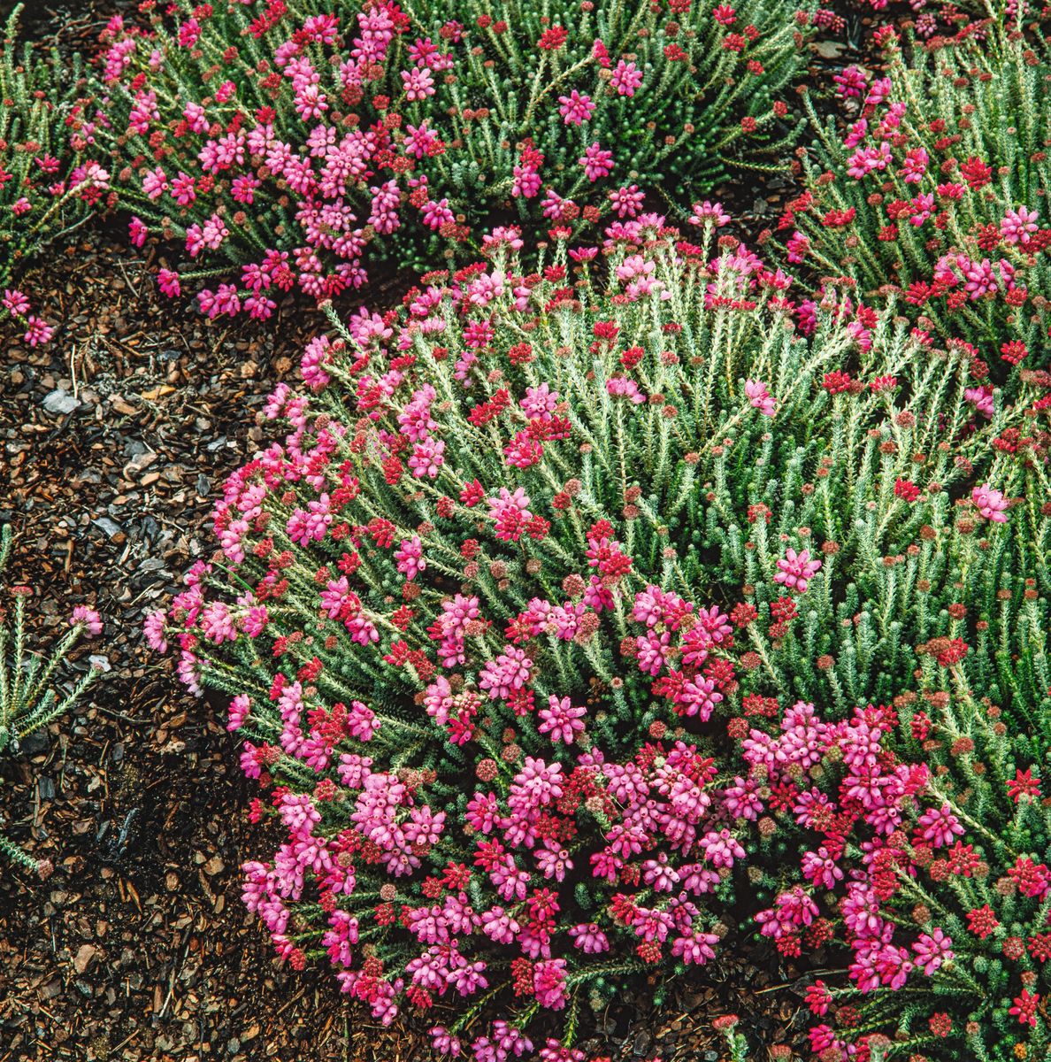 Glockenheide Pink Star