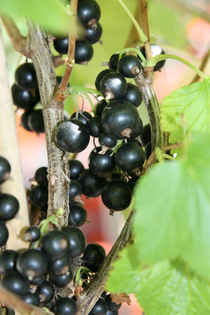 Cassia Johannisbeere, Cassis (anspruchslos)