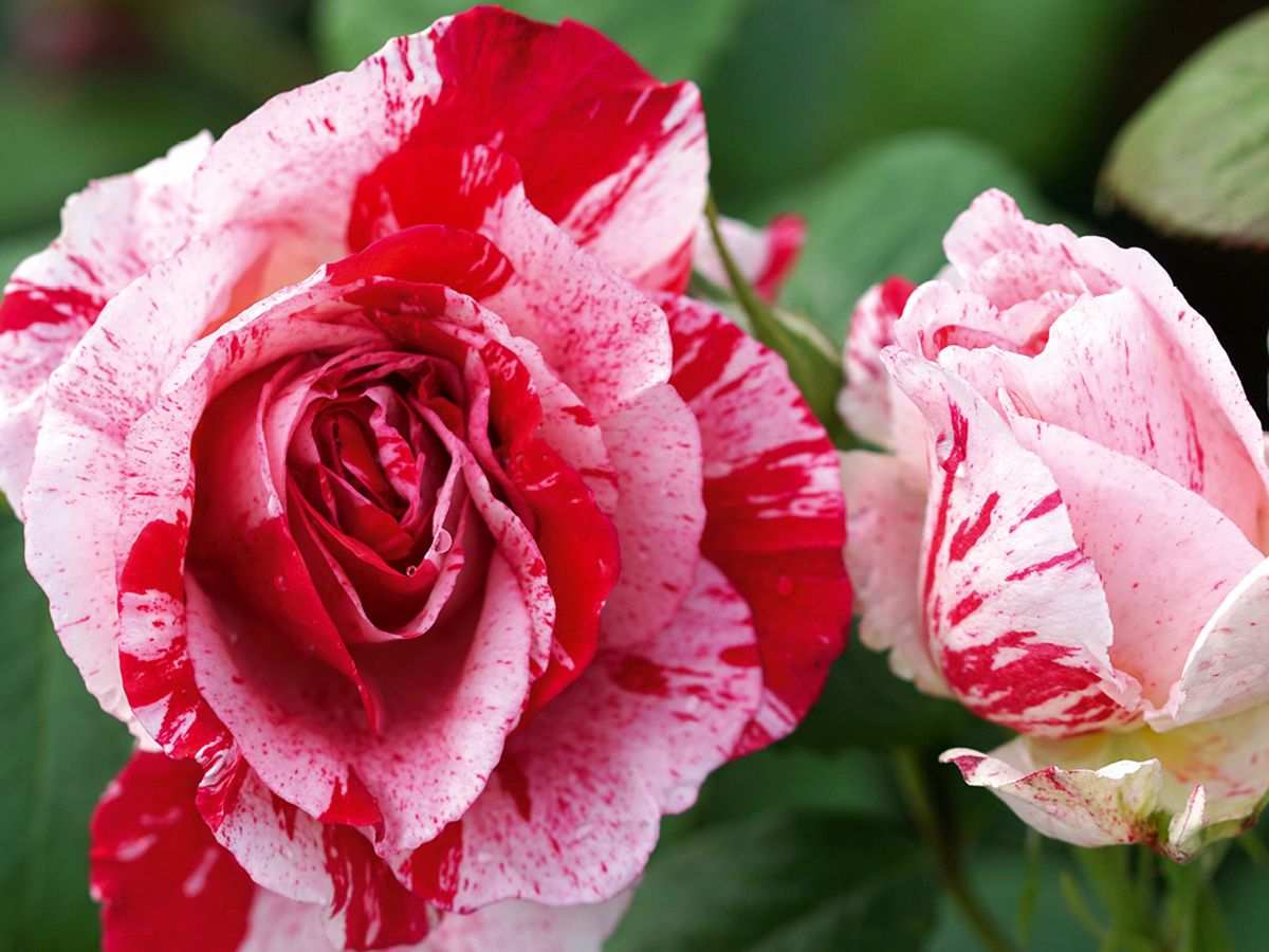 Scentimental® Beetrose (Floribundarose, anspruchslos, starker Duft) Scentimental® Beetrose (Floribundarose, anspruchslos, starker Duft)