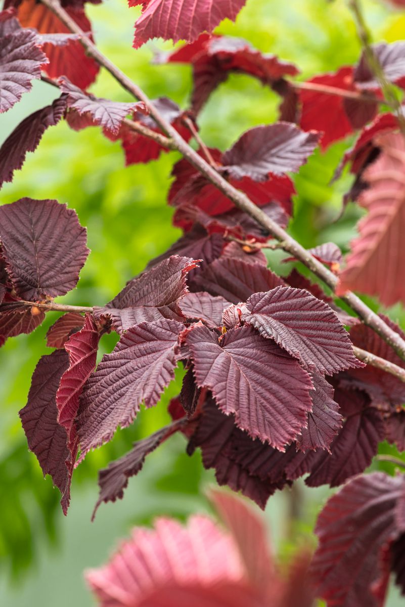 Haselnuss Rote Zellernuss