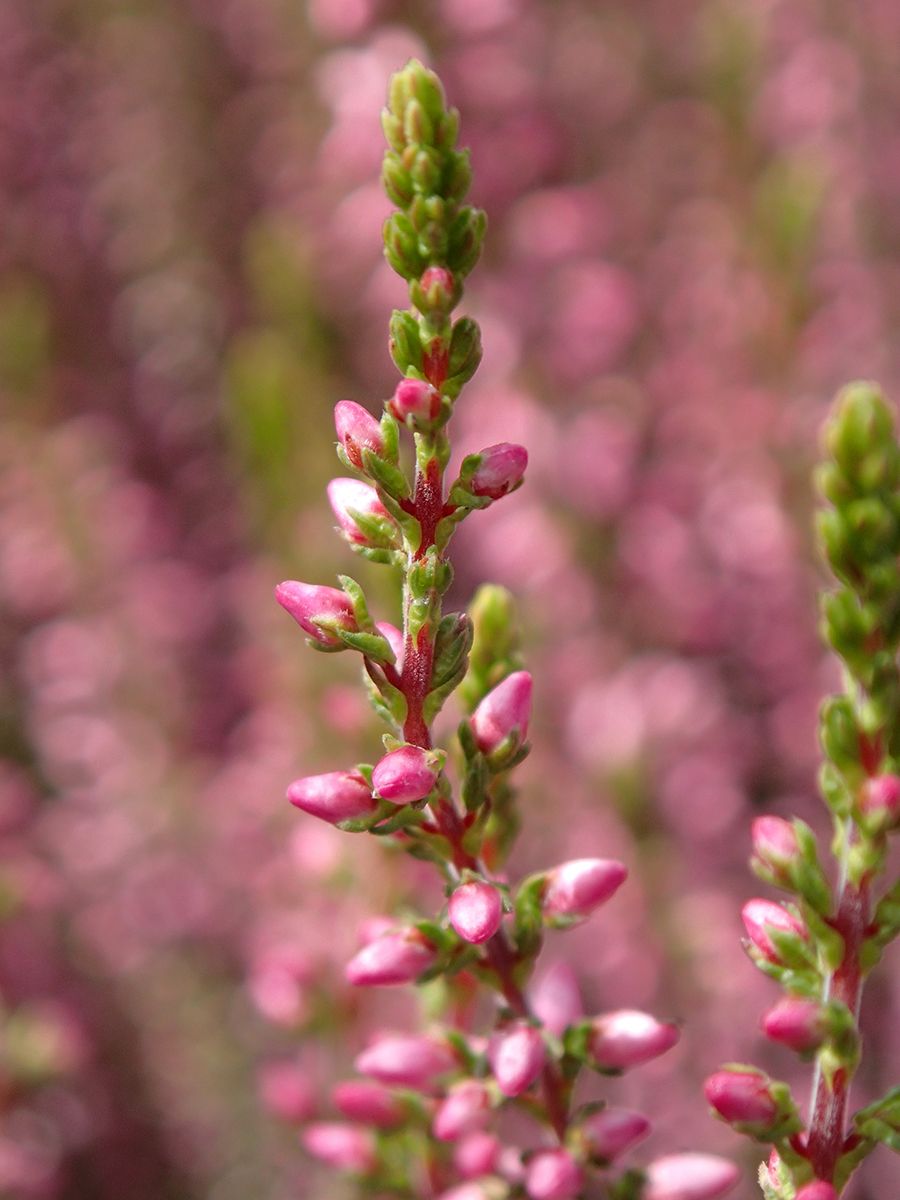 Besenheide Anette(S)