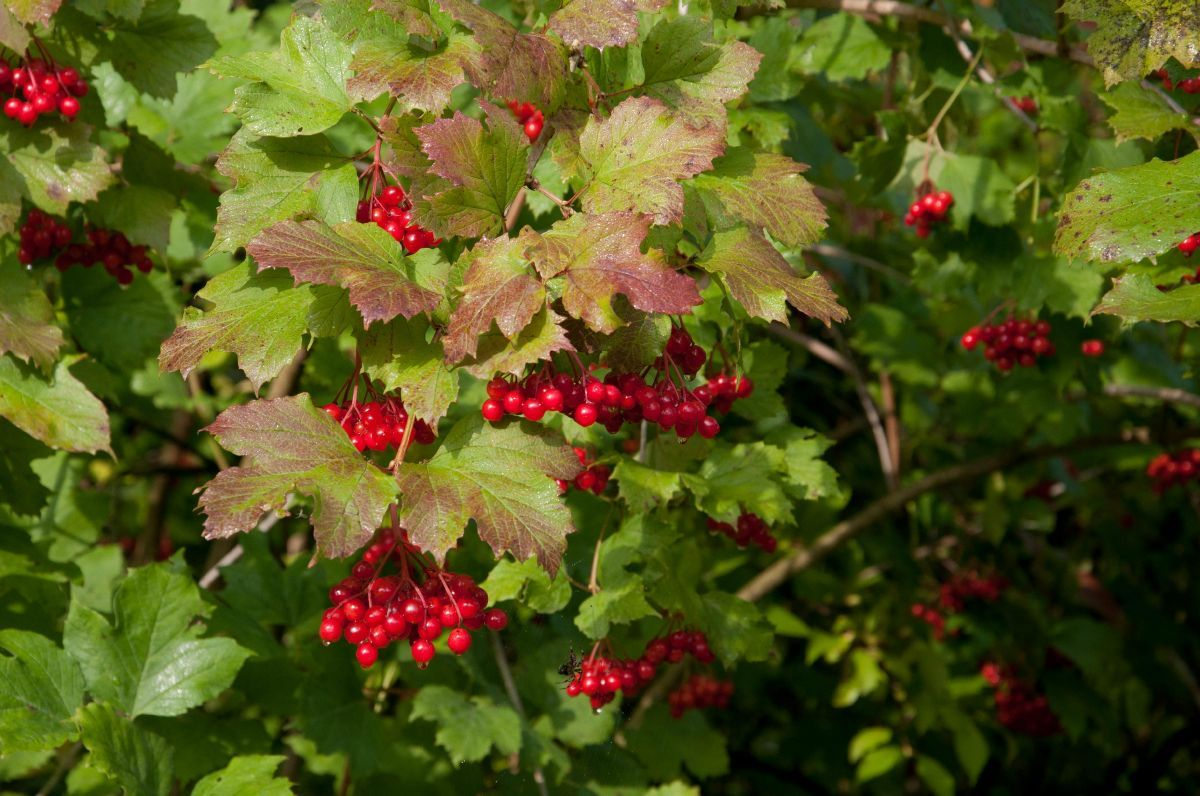 Gemeiner Schneeball, Viburnum opulus Hauenstein AG