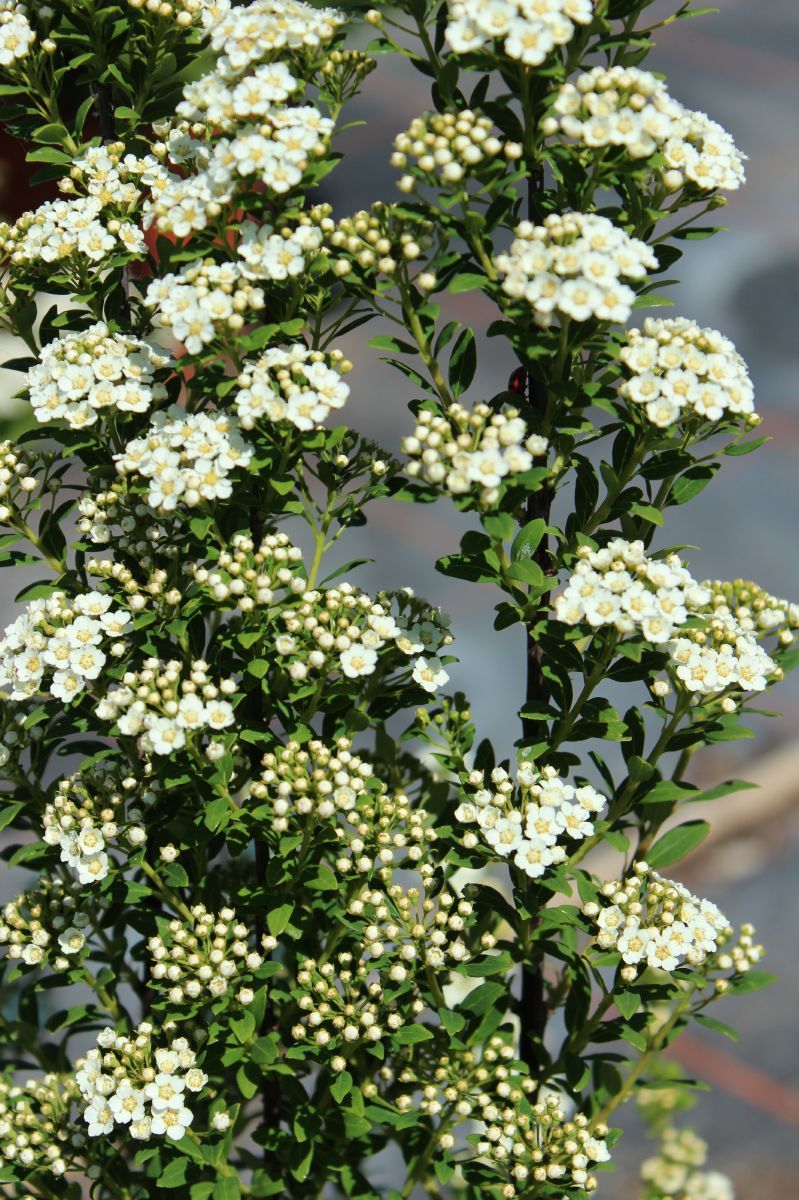 Spierstrauch Flächenfüller