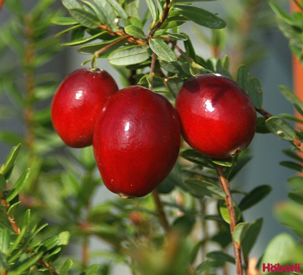 Early Black, Cranberry, Moosbeere (anspruchslos)