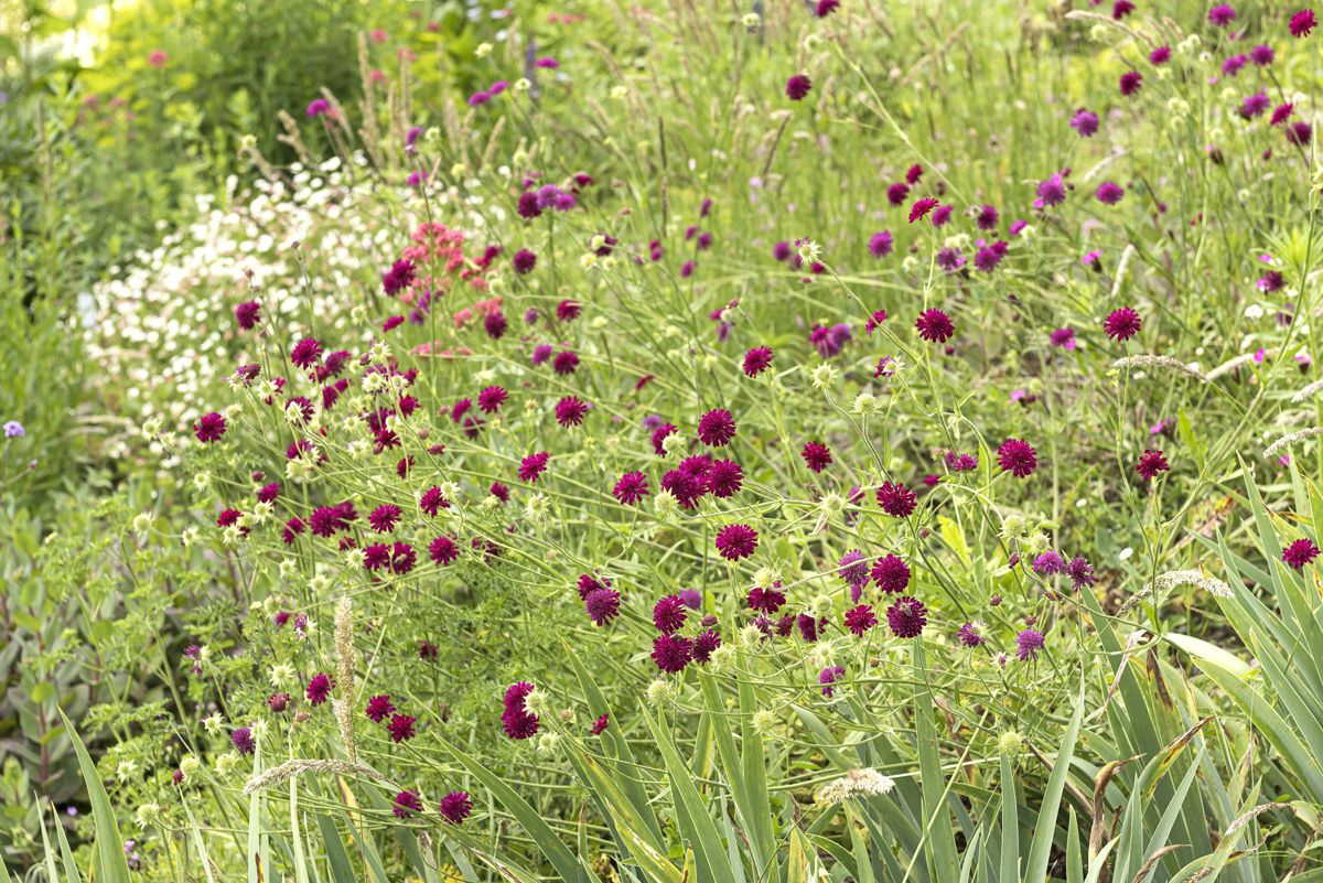 Witwenblume Mars Midget Witwenblume Mars Midget