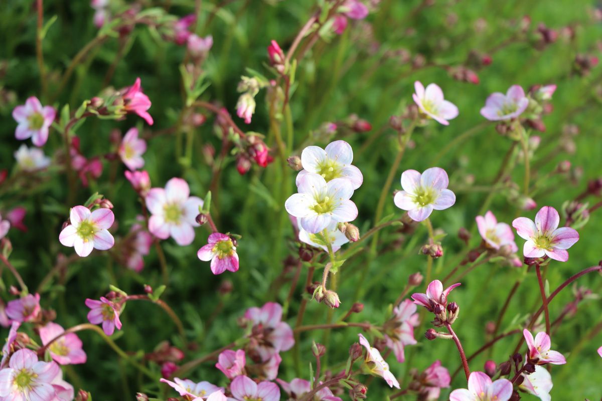 Moossteinbrech Carpet Pink