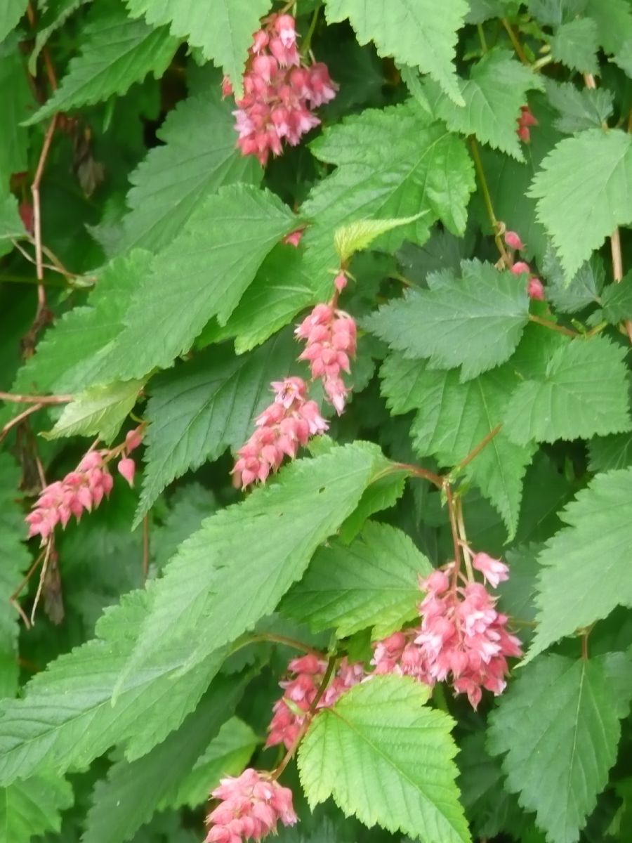 Traubenspiere