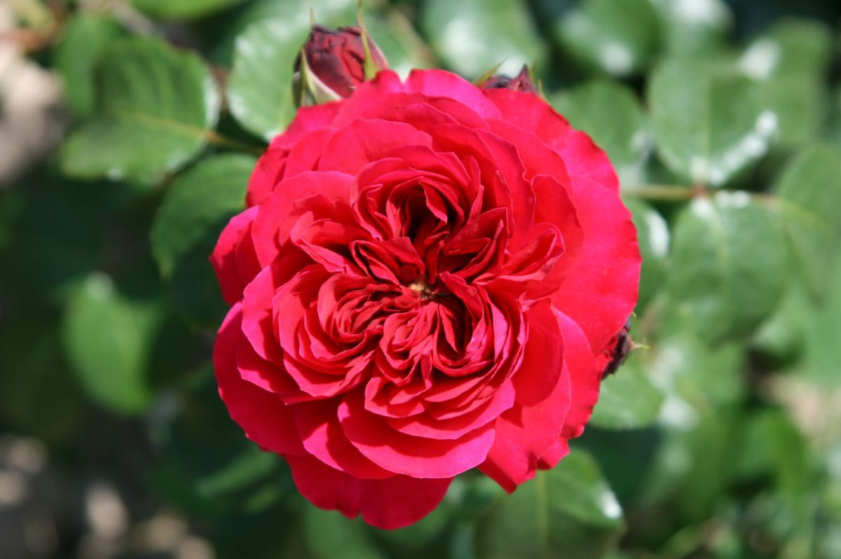 Red Leonardo da Vinci® ADR 2005 Romantische Rose (Romantica®-Rose, anspruchslos, leichter Duft)