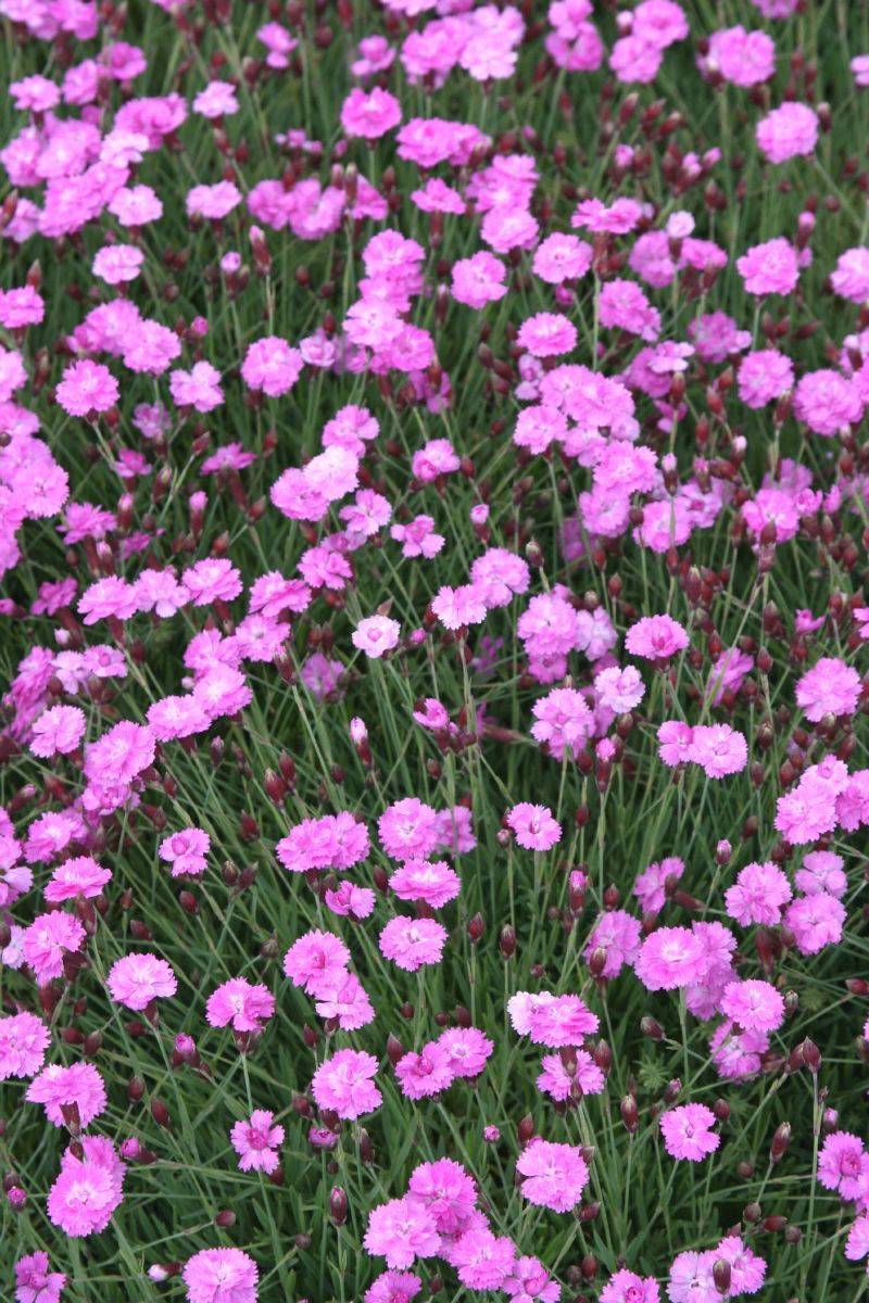 Pfingstnelke Pink Jewel
