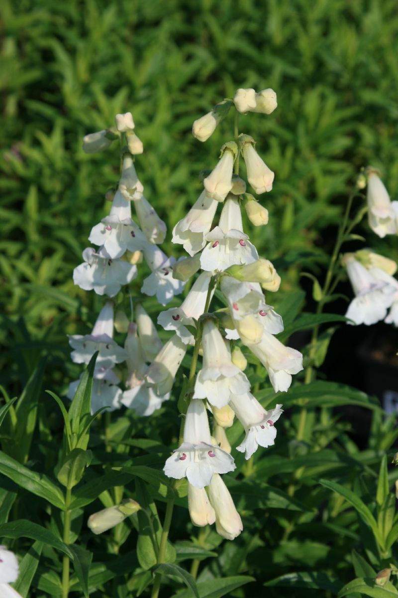 Bartfaden White Bedder