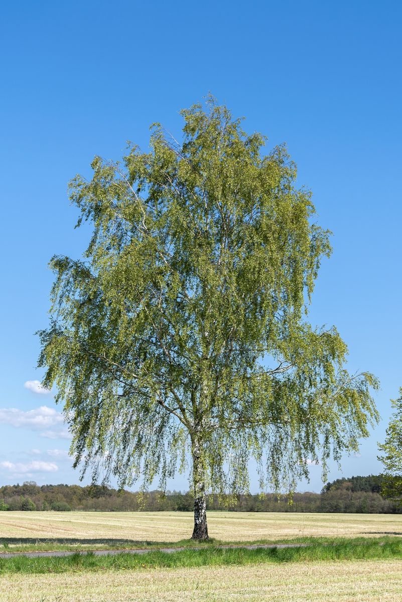 Weissbirke