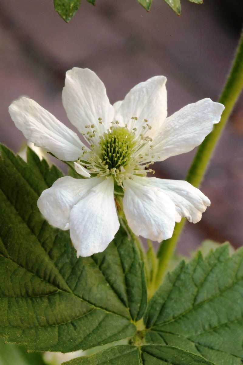Reuben® Brombeere (stachellos)