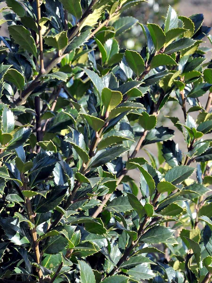 Stechpalme Heckenstar Stechpalme Heckenstar