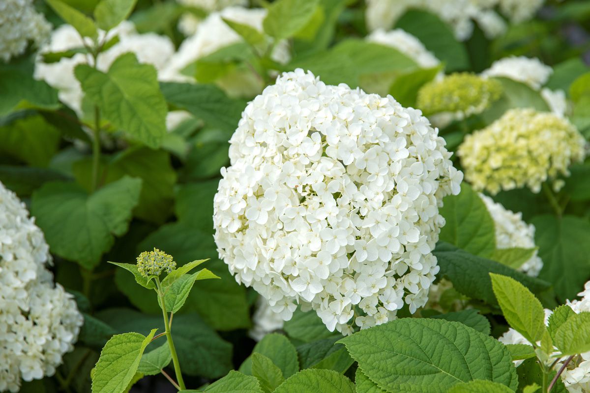 Schneeballhortensie Annabelle Schneeballhortensie Annabelle