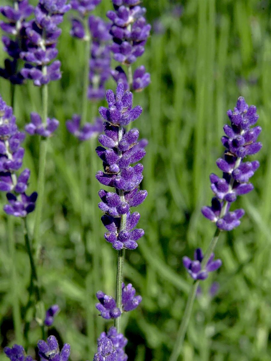 Lavendel Hidcote