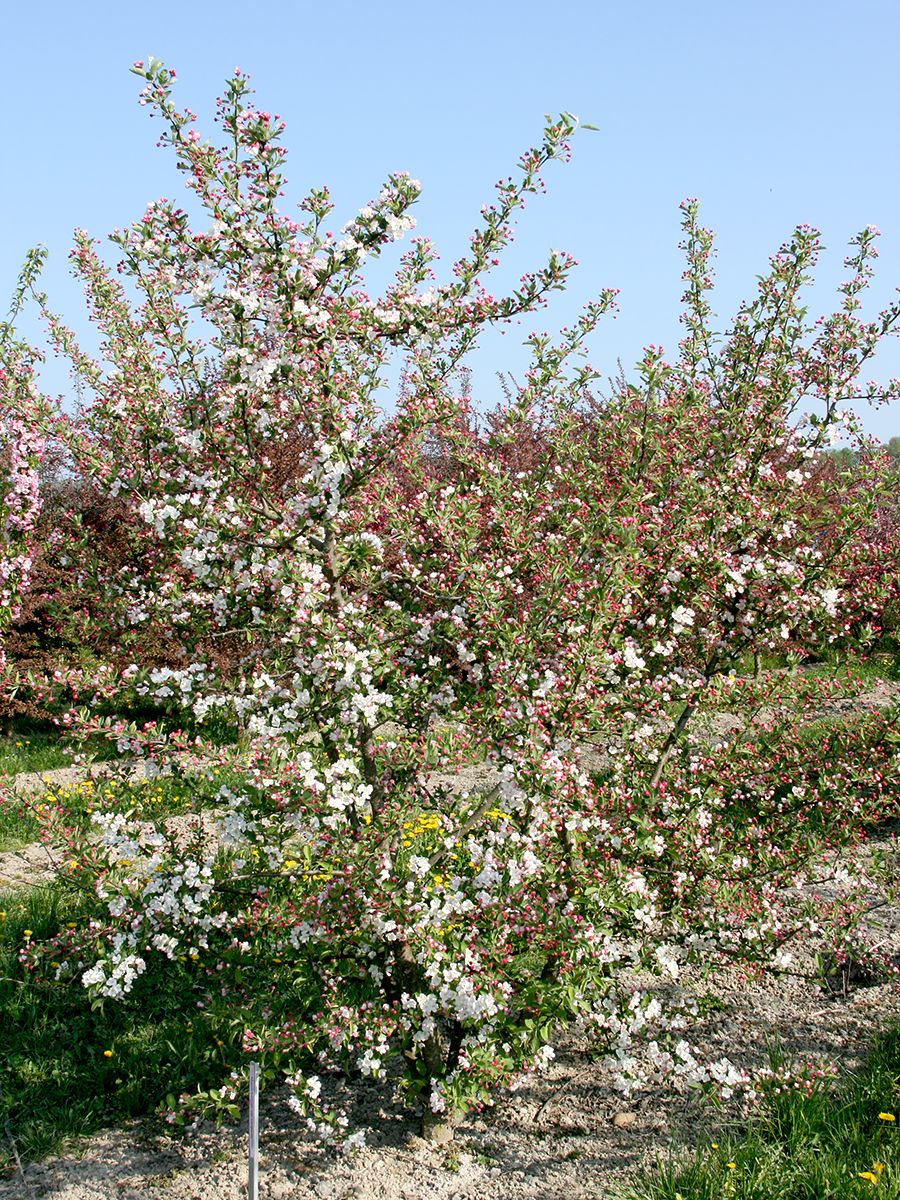 Zierapfel Sargentii Zierapfel Sargentii