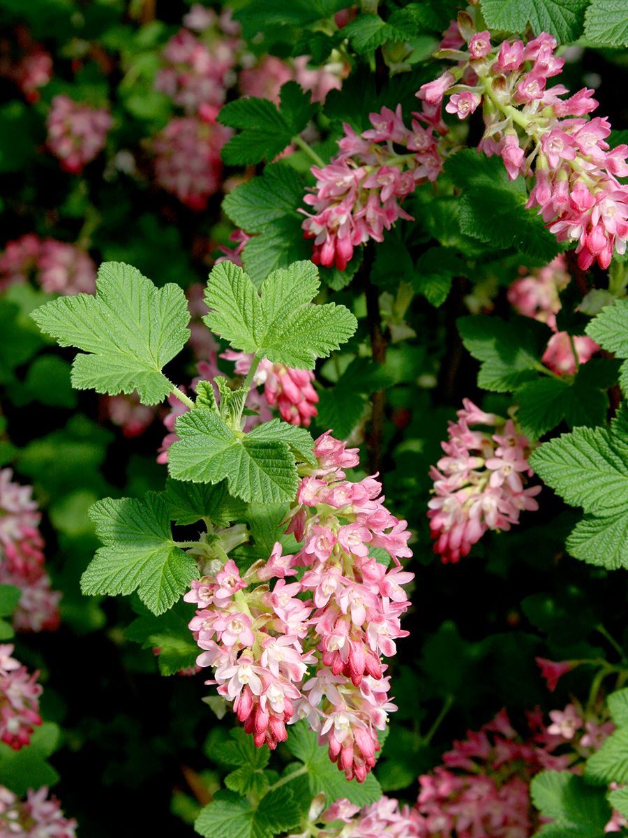 Blutjohannisbeere Pulborough Scarlet