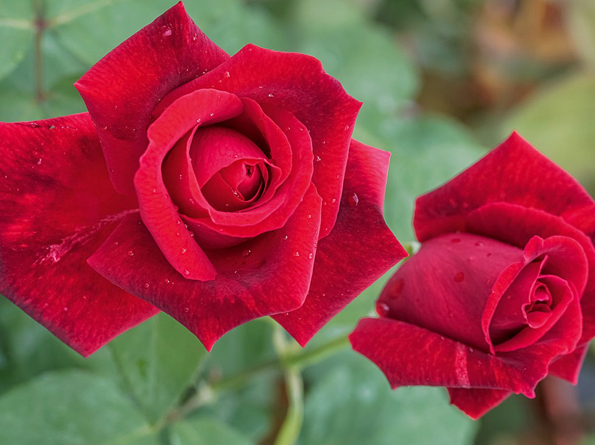 Papa Meilland® Edelrose (Teehybride, sehr starker Duft) Papa Meilland® Edelrose (Teehybride, sehr starker Duft)