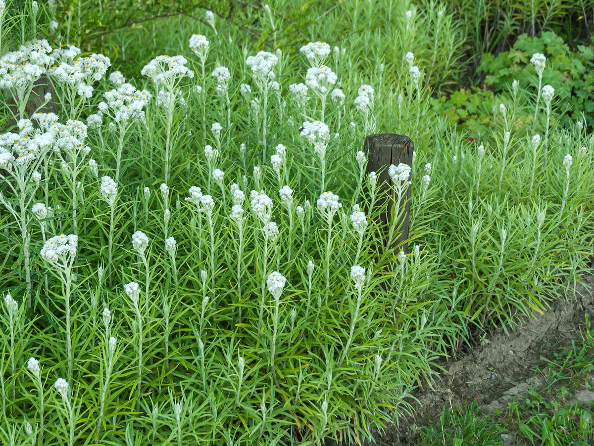Staudenimmortelle