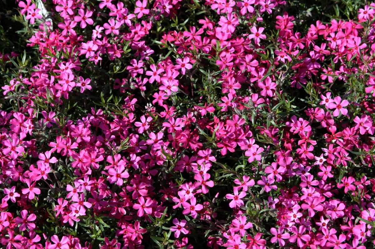 Teppichphlox Atropurpurea