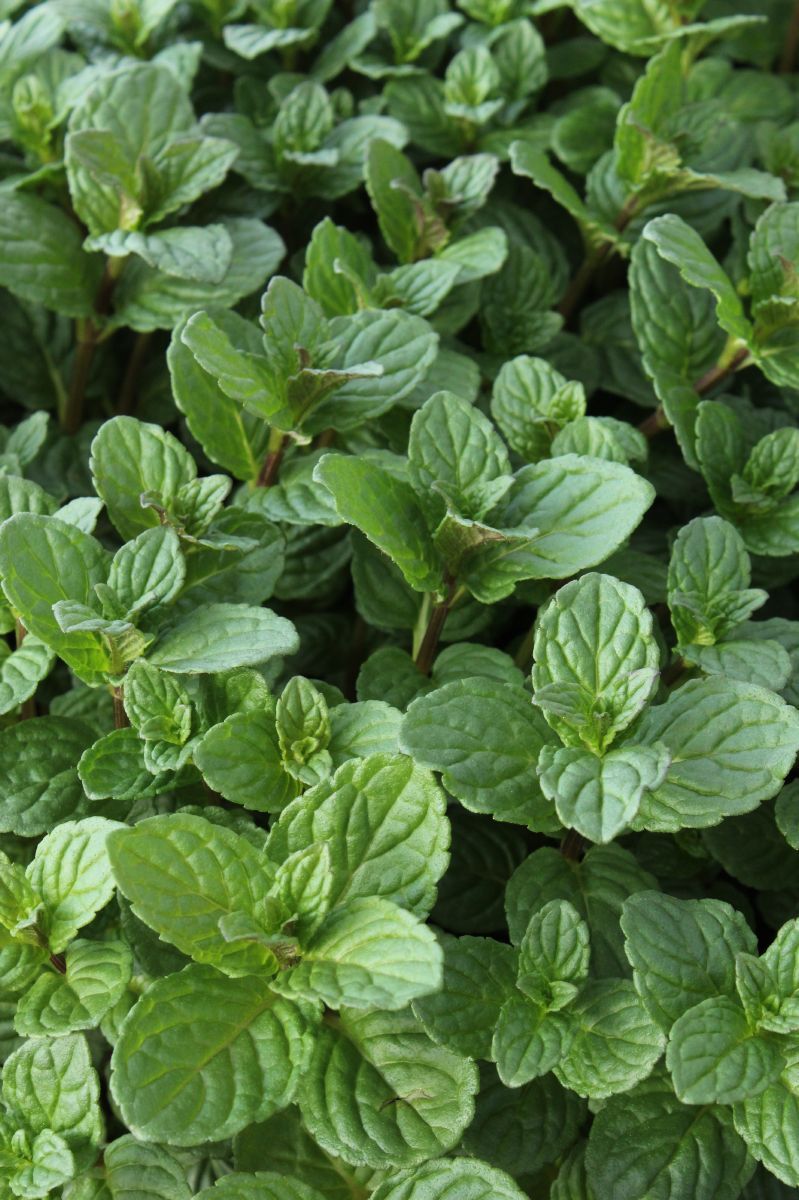 Englische Pfefferminze Micham Englische Pfefferminze Micham
